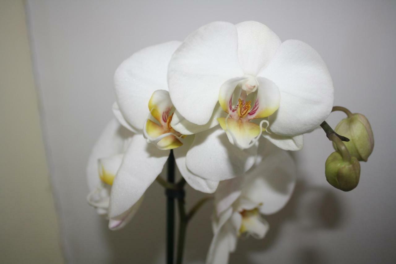 Orchid Cottage Gorges  Exterior foto